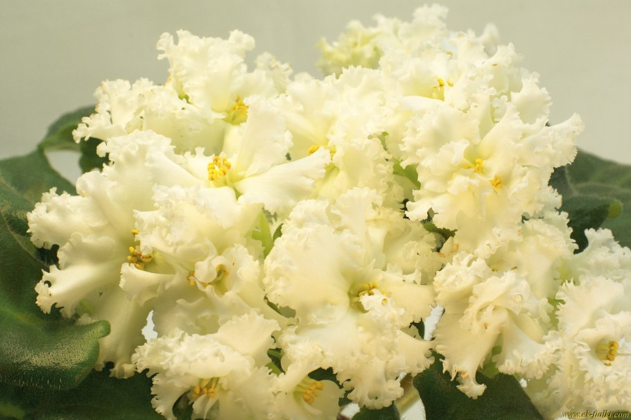 Фиалка White Madonna