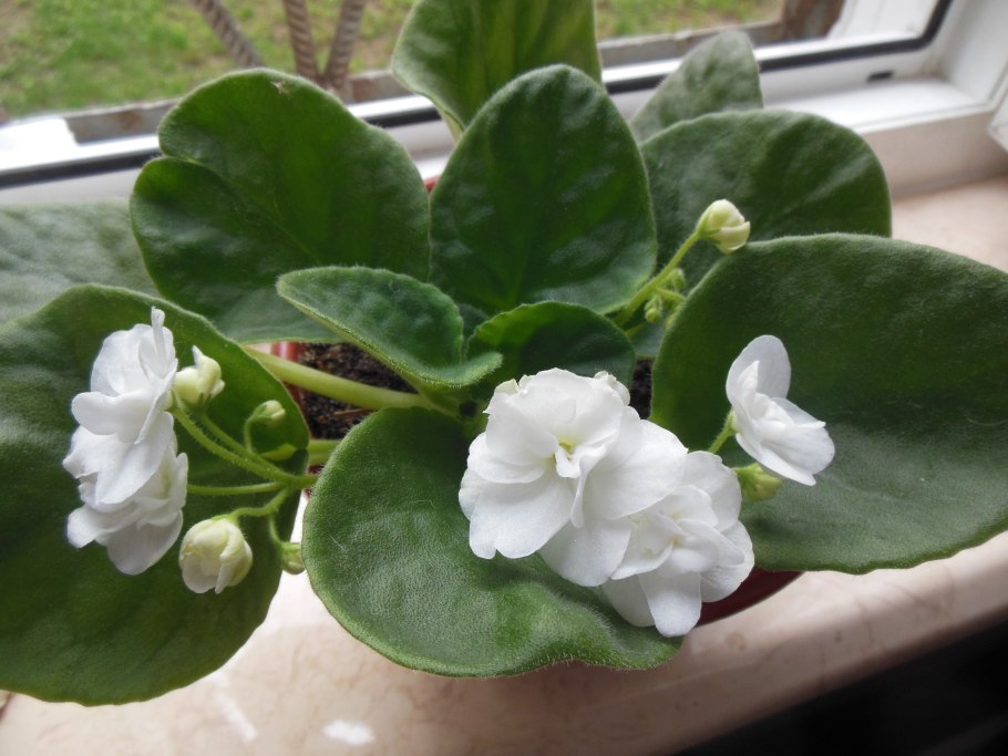 Фиалка трехцветная на белом