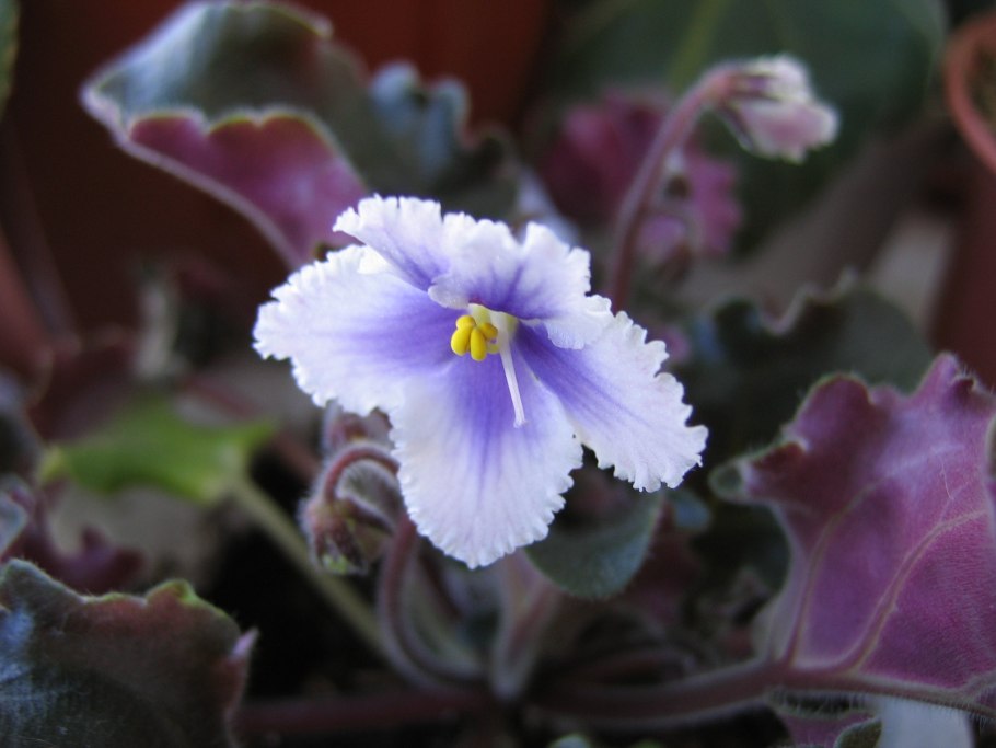 Фиалка КЛАКАМУС