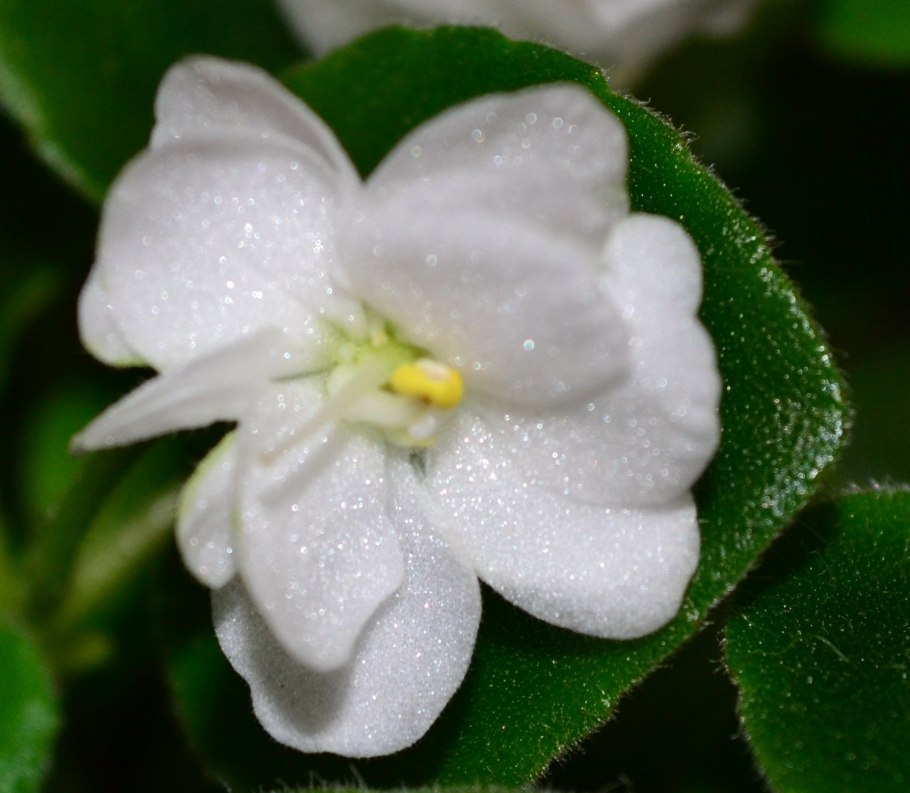 Фиалка белая сенполия