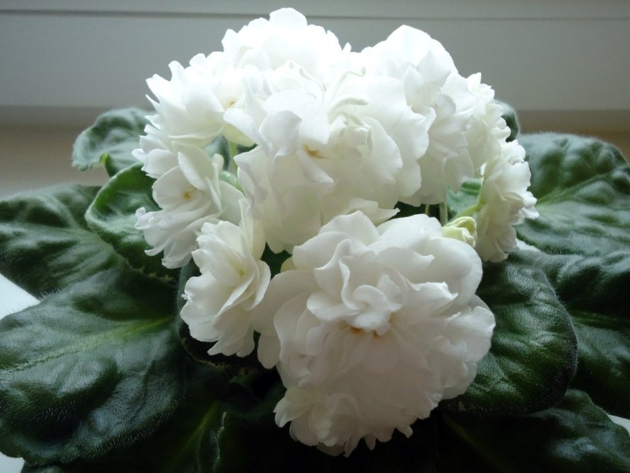 Сенполия ЕК белая Королева