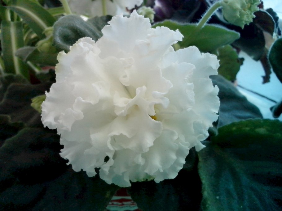 Фиалка белая сенполия