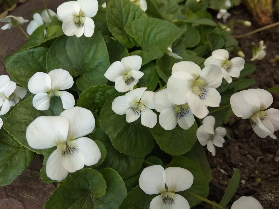 Фиалка почвопокровная белая