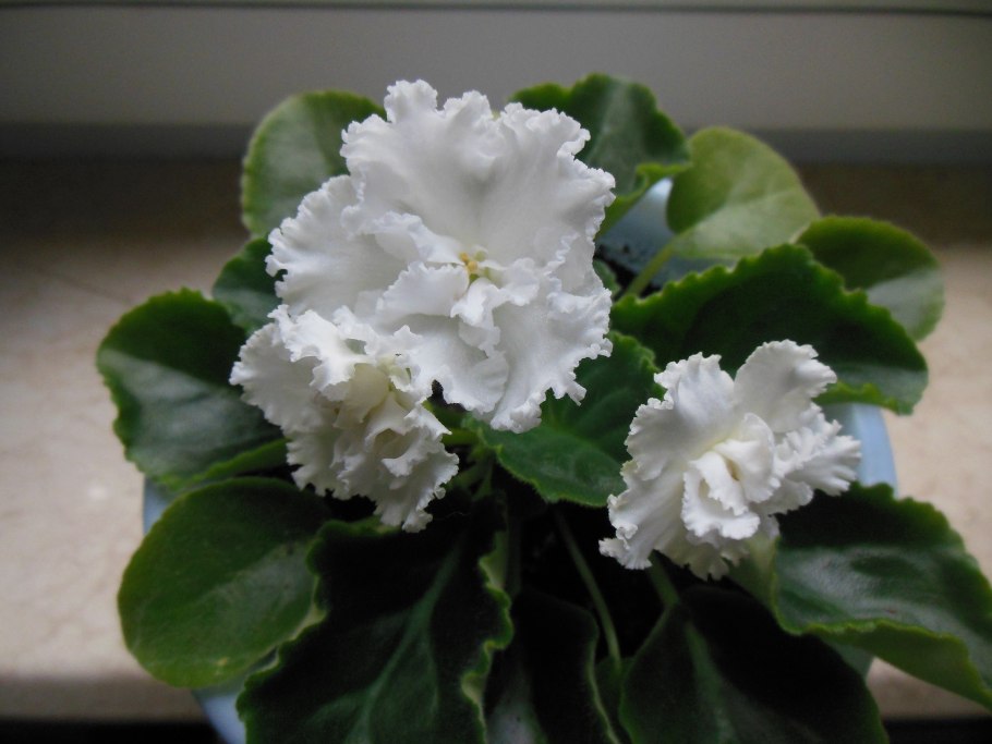 Фиалка белая сенполия