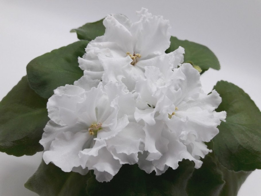 Узамбарская фиалка белая