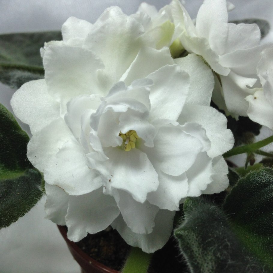 Узамбарская фиалка белая