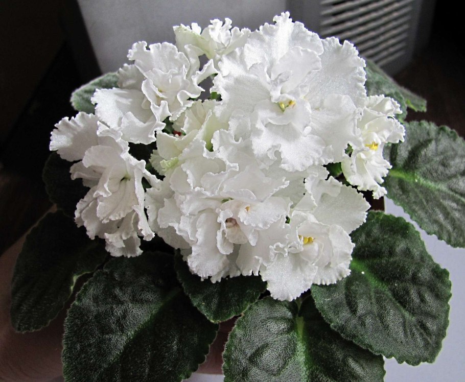 Фиалка белая мелкая