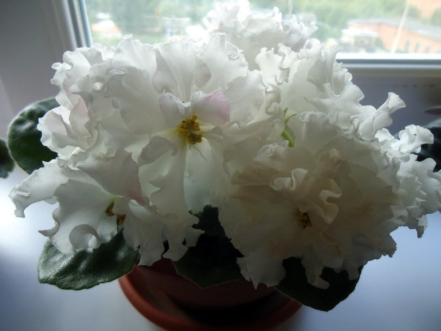 Фиалка белая махровая