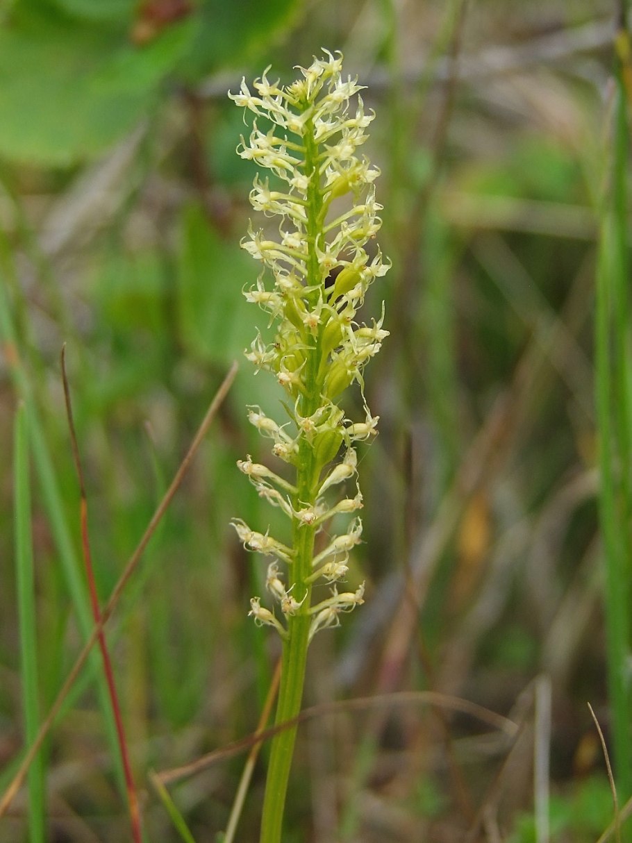 Carex nigra