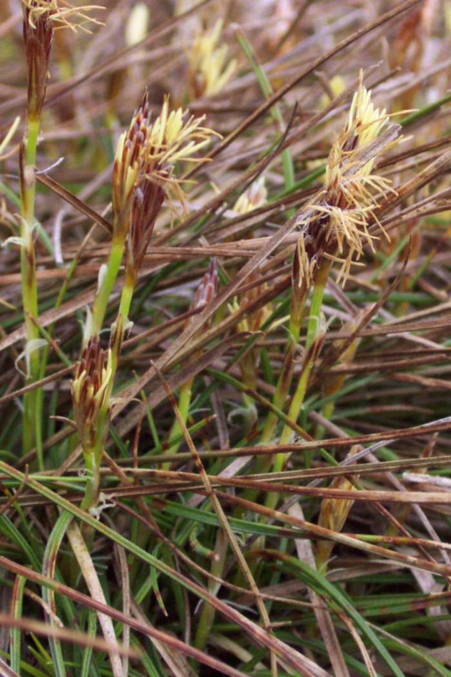 Искусственная Осока с белыми побегами