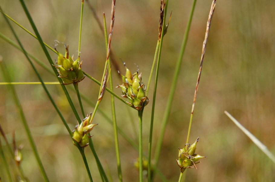 Осока Болотная