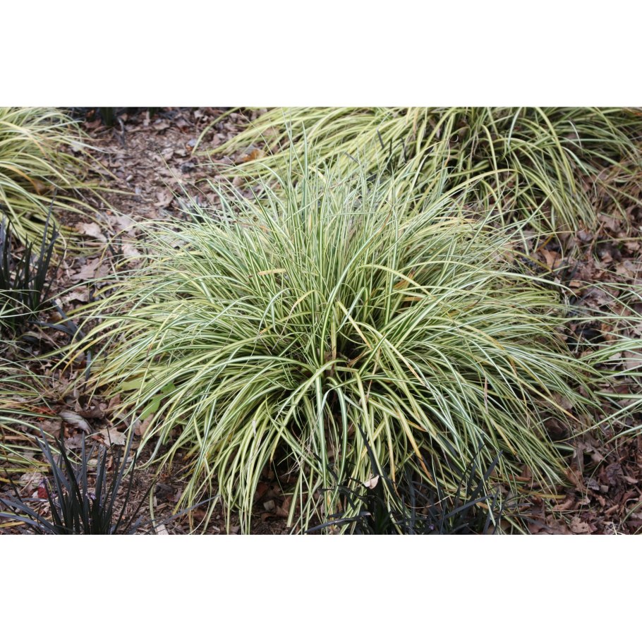 Осока бледноватая (Carex pallescens)