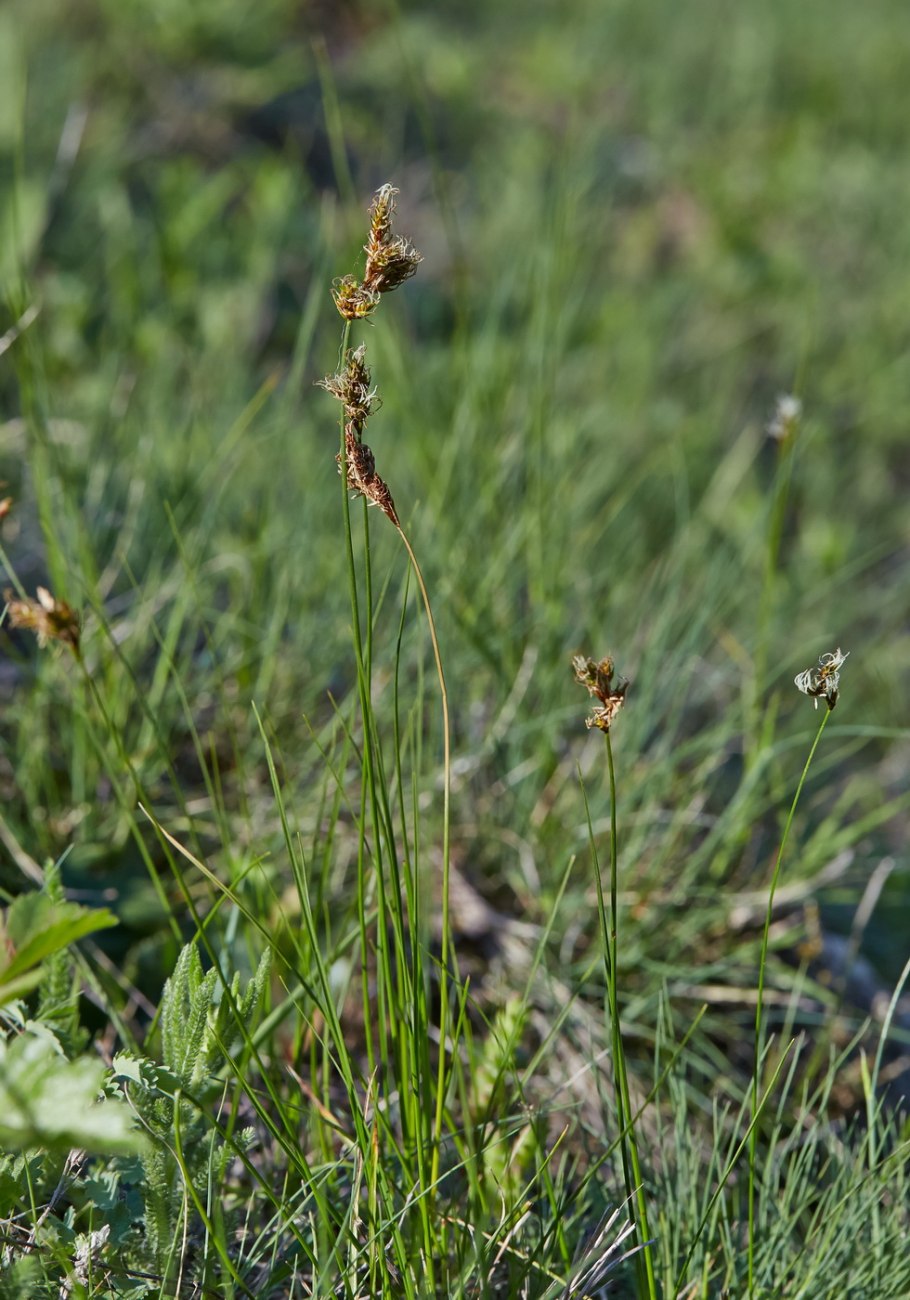 Осока трясунковидная