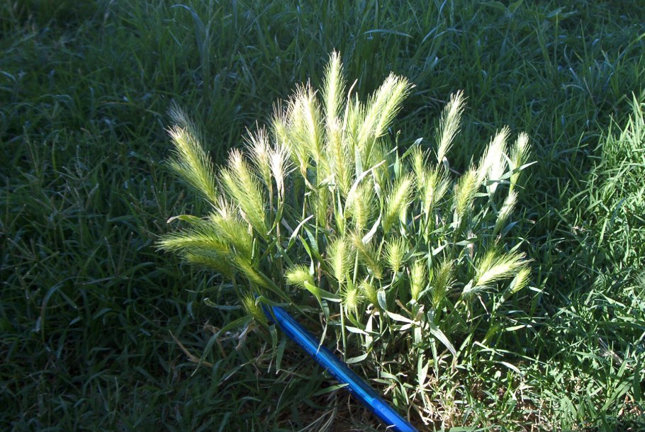 Осока Богемская