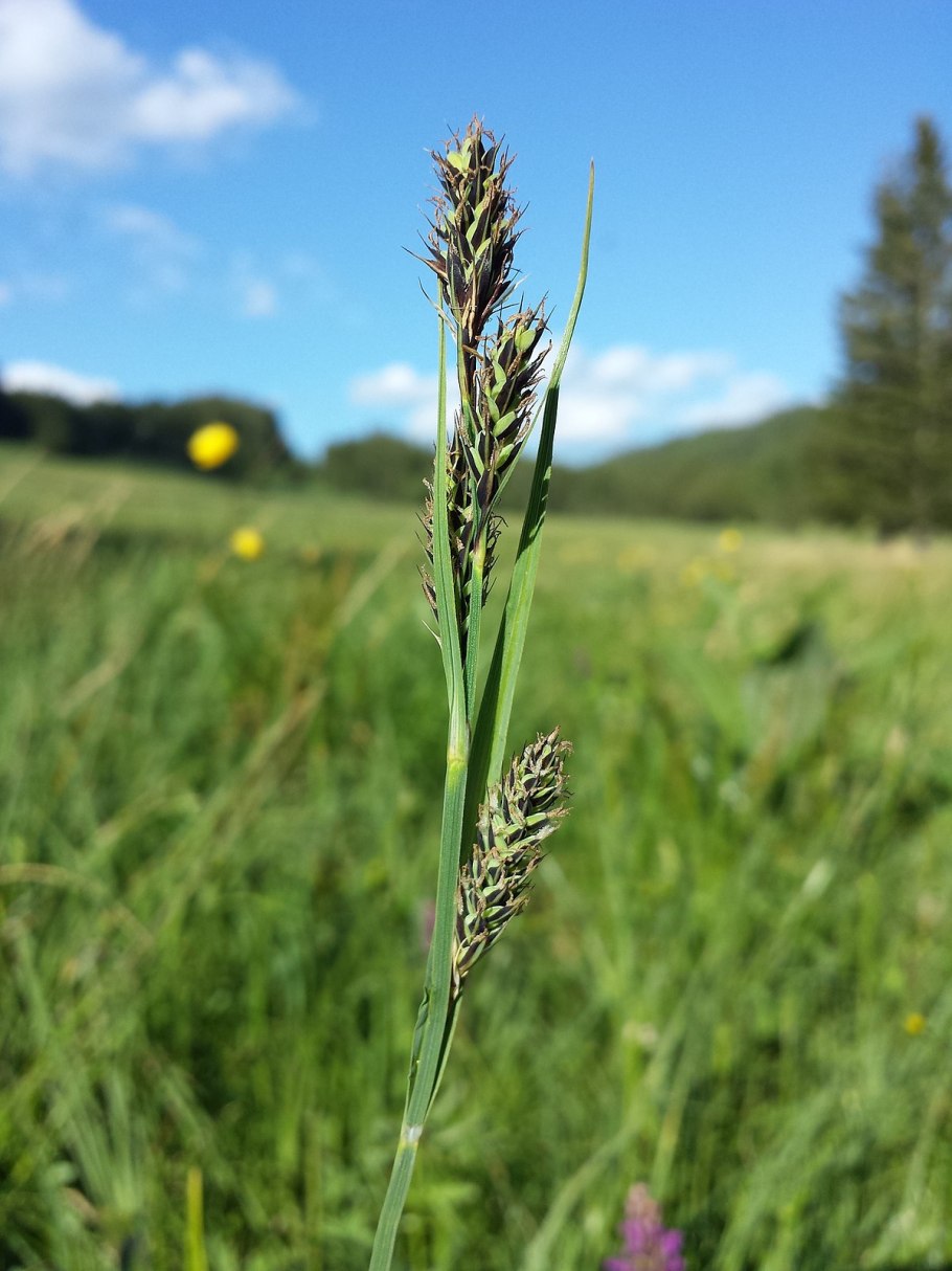Carex ericetorum