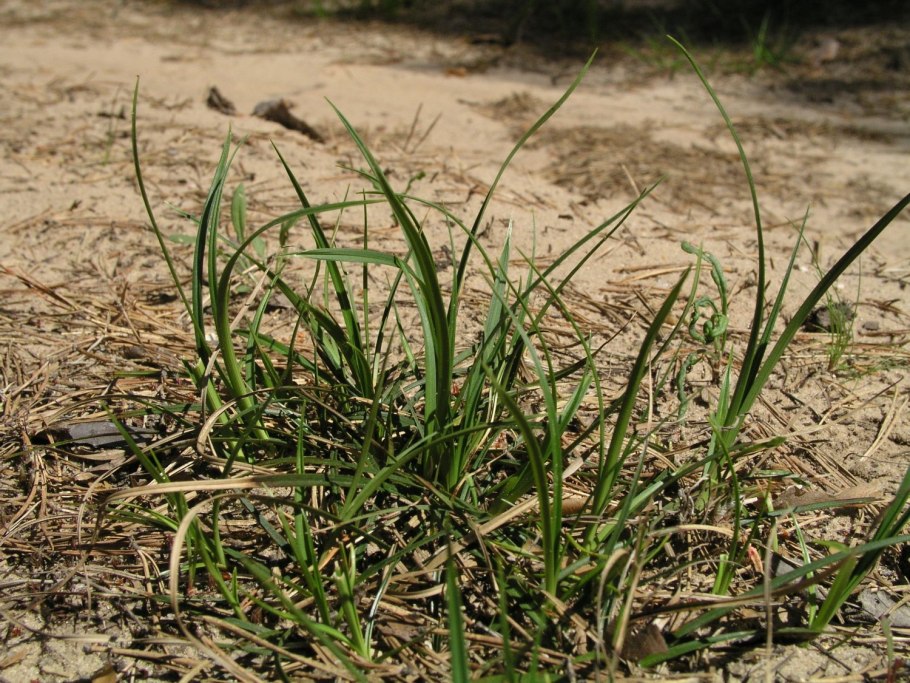 Осока тонкоцветковая