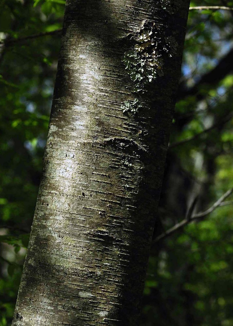 Береза черная Betula nigra