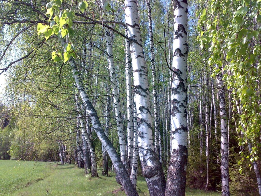 Берёза Даурская