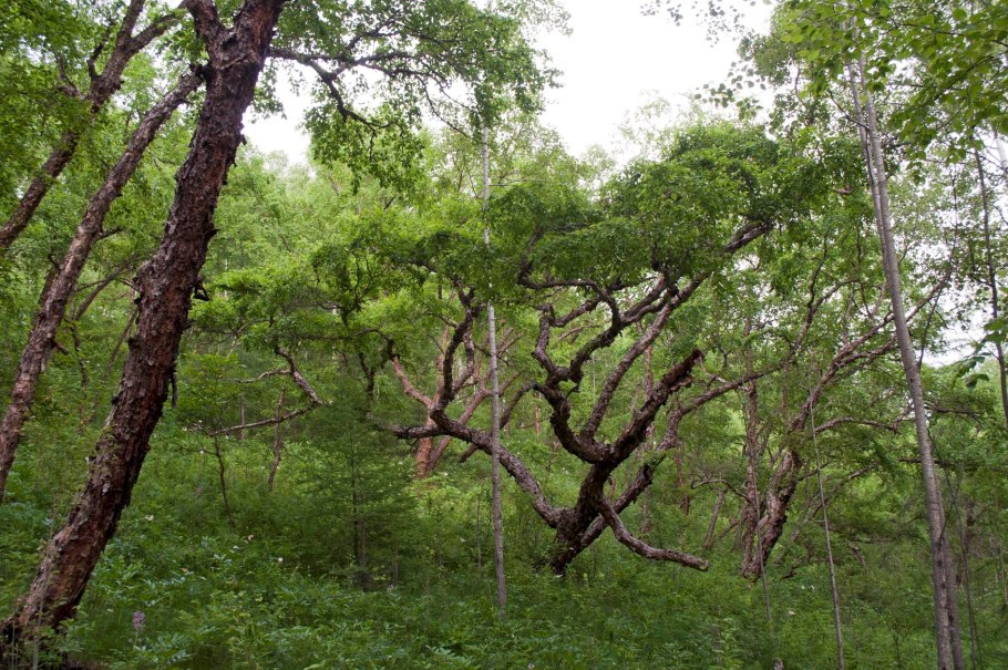 Береза черная Betula nigra