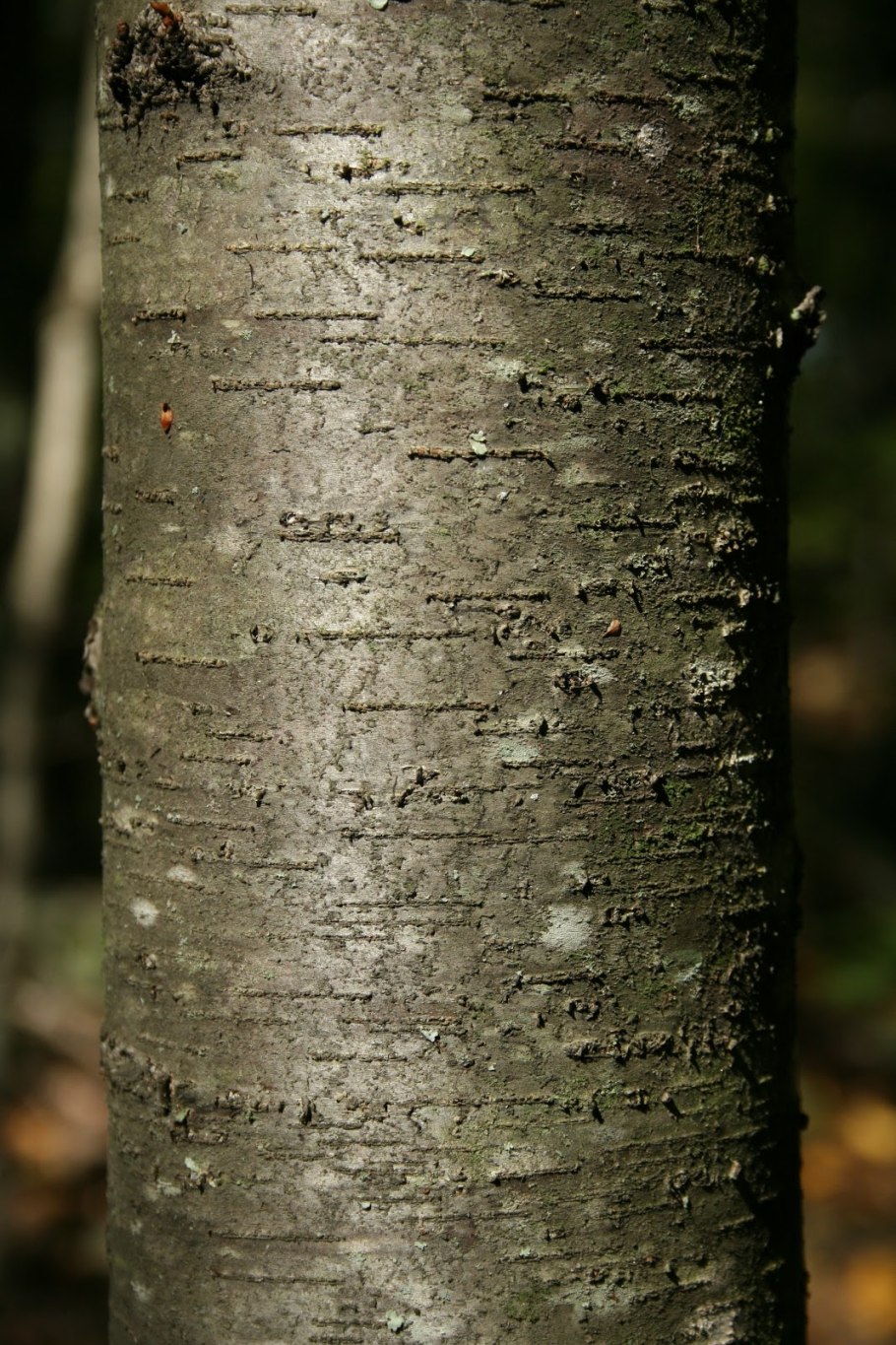 Береза черная Betula nigra