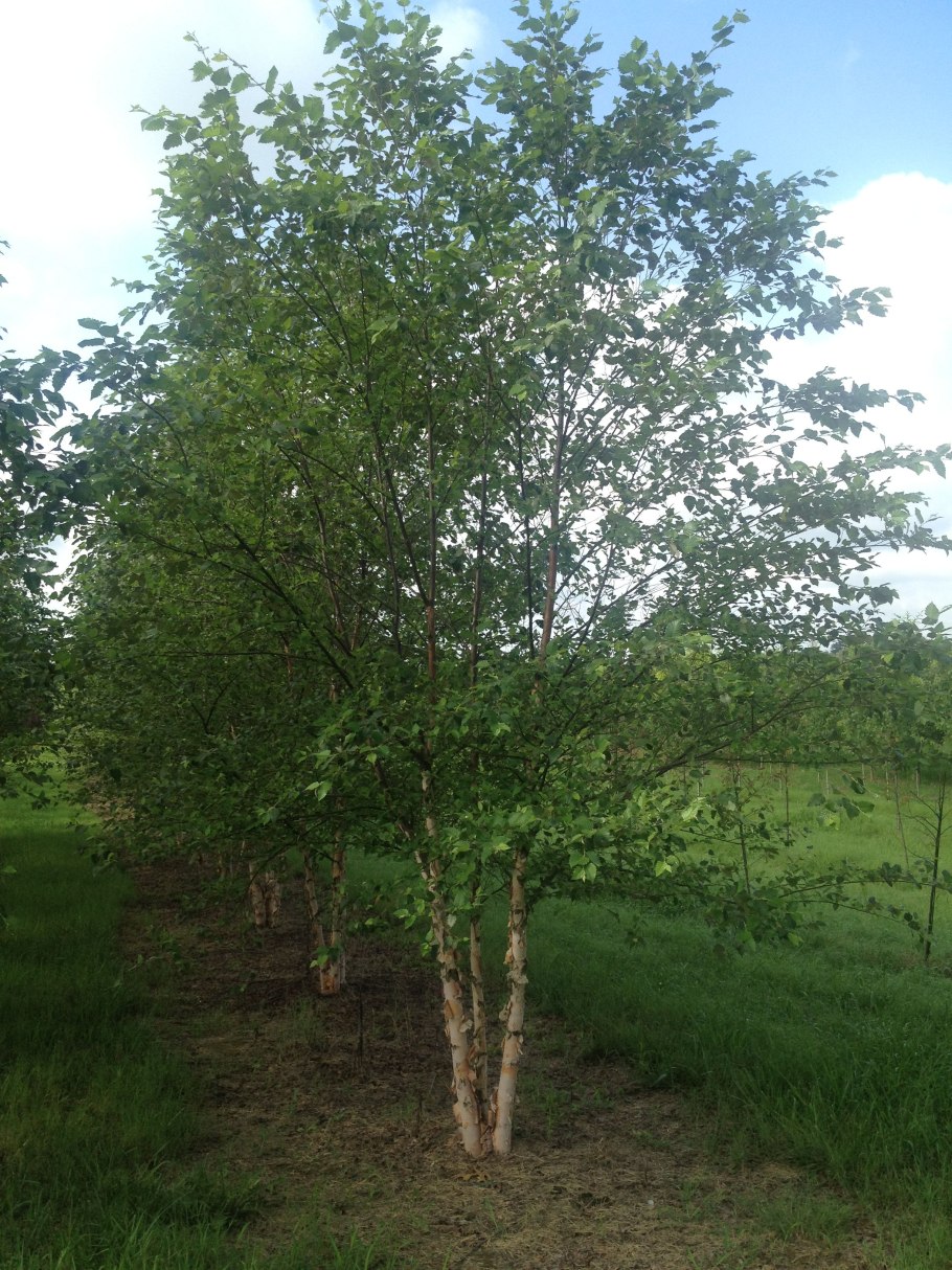 Черные березы в Австралии