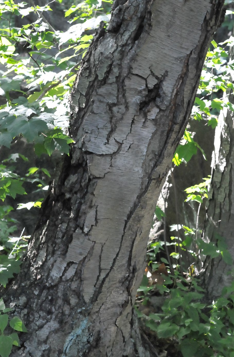 Чёрная берёза дерево в Башкирии