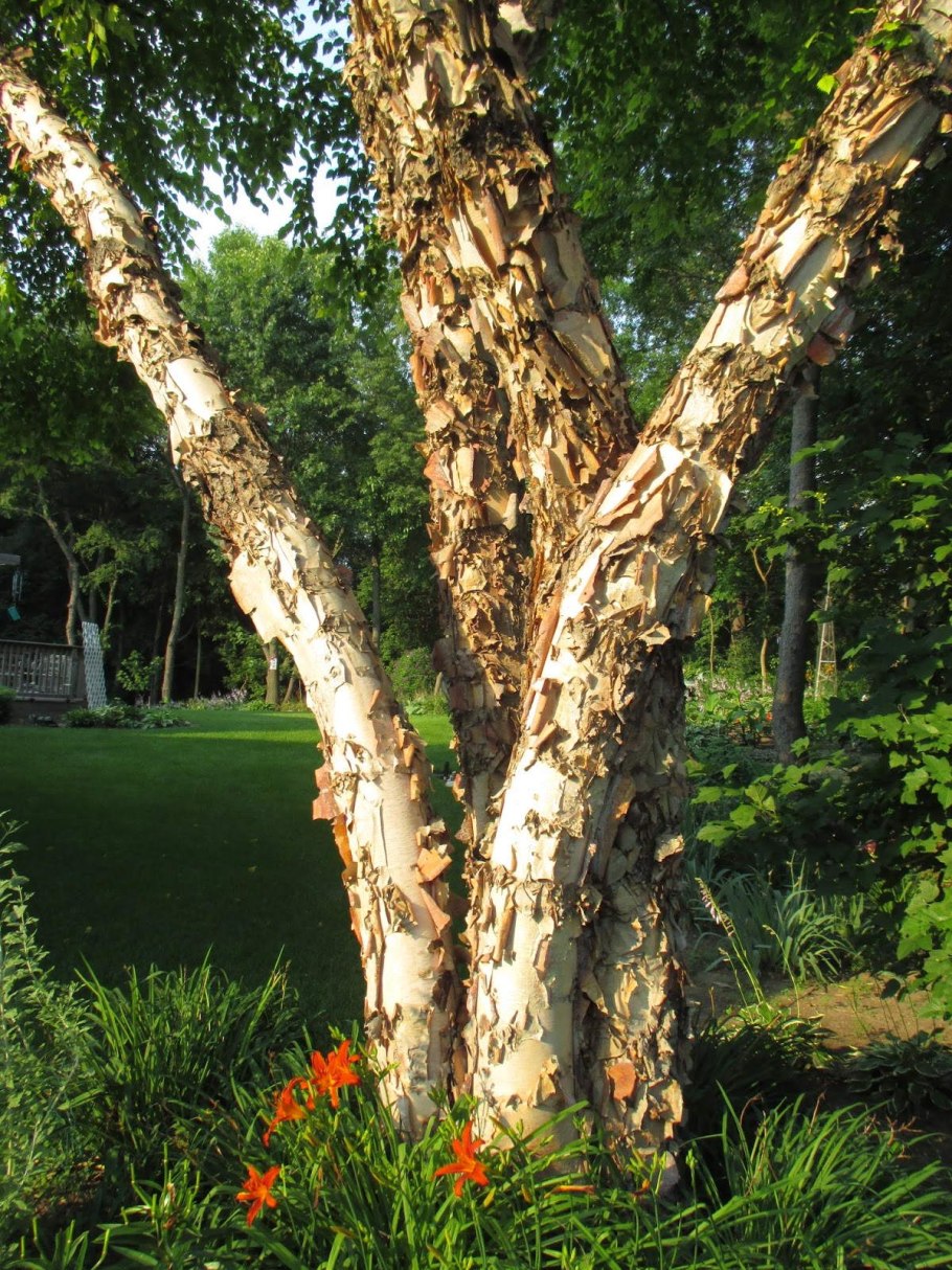 Береза Даурская (Betula dahurica)
