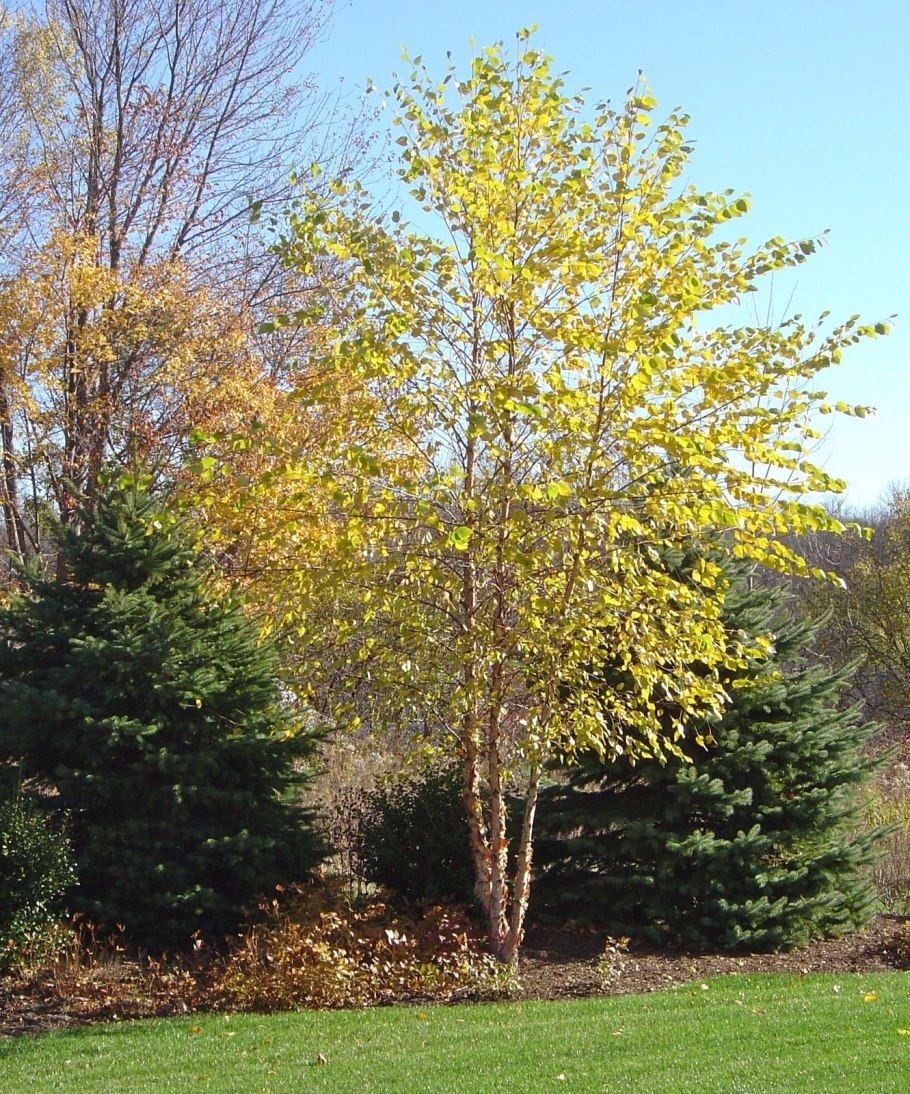 Betula nigra