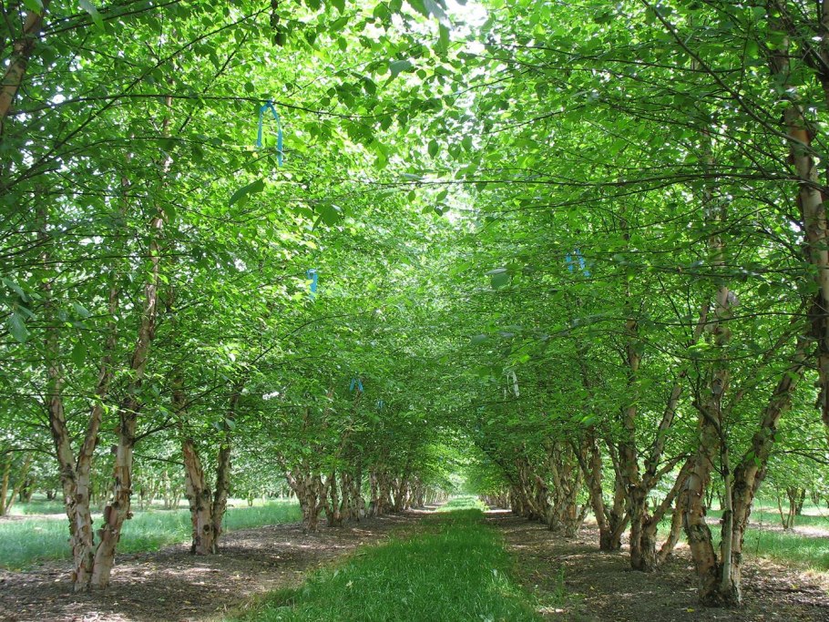 Береза Нигра