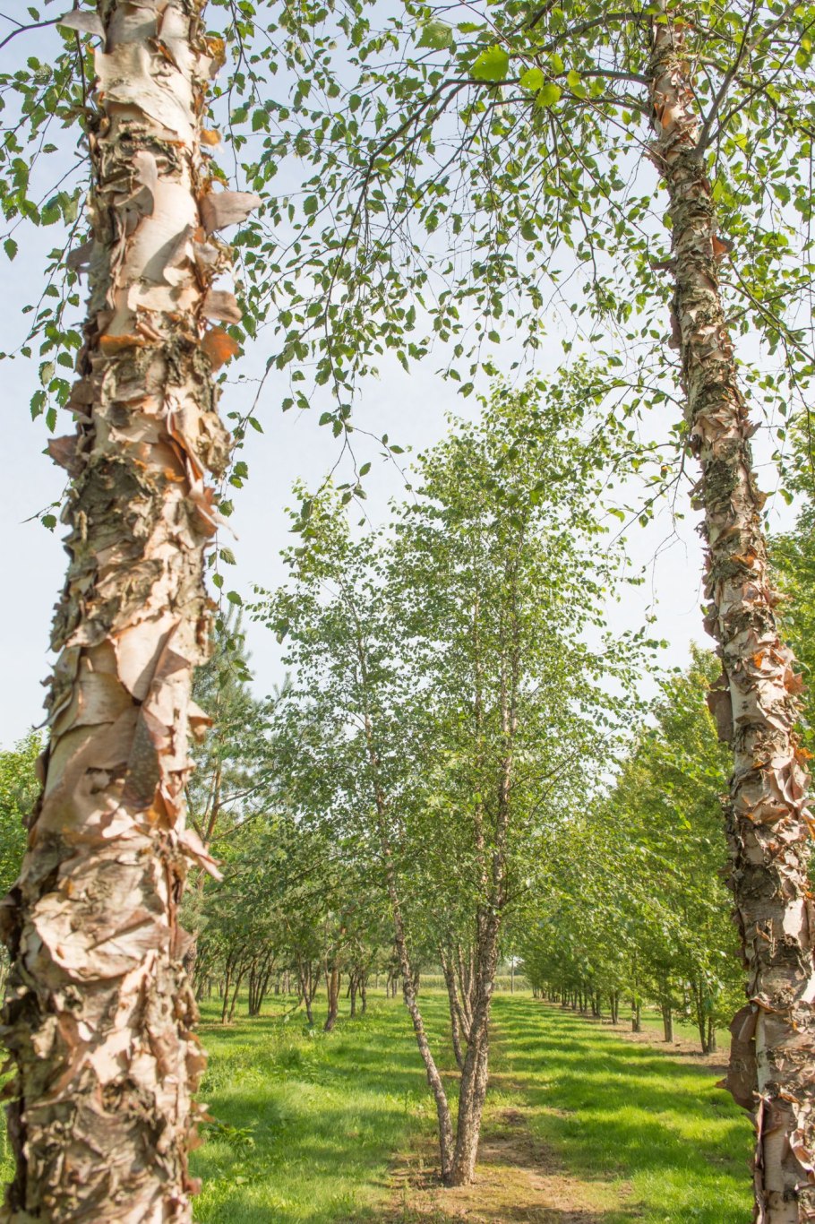 Чернокорая береза