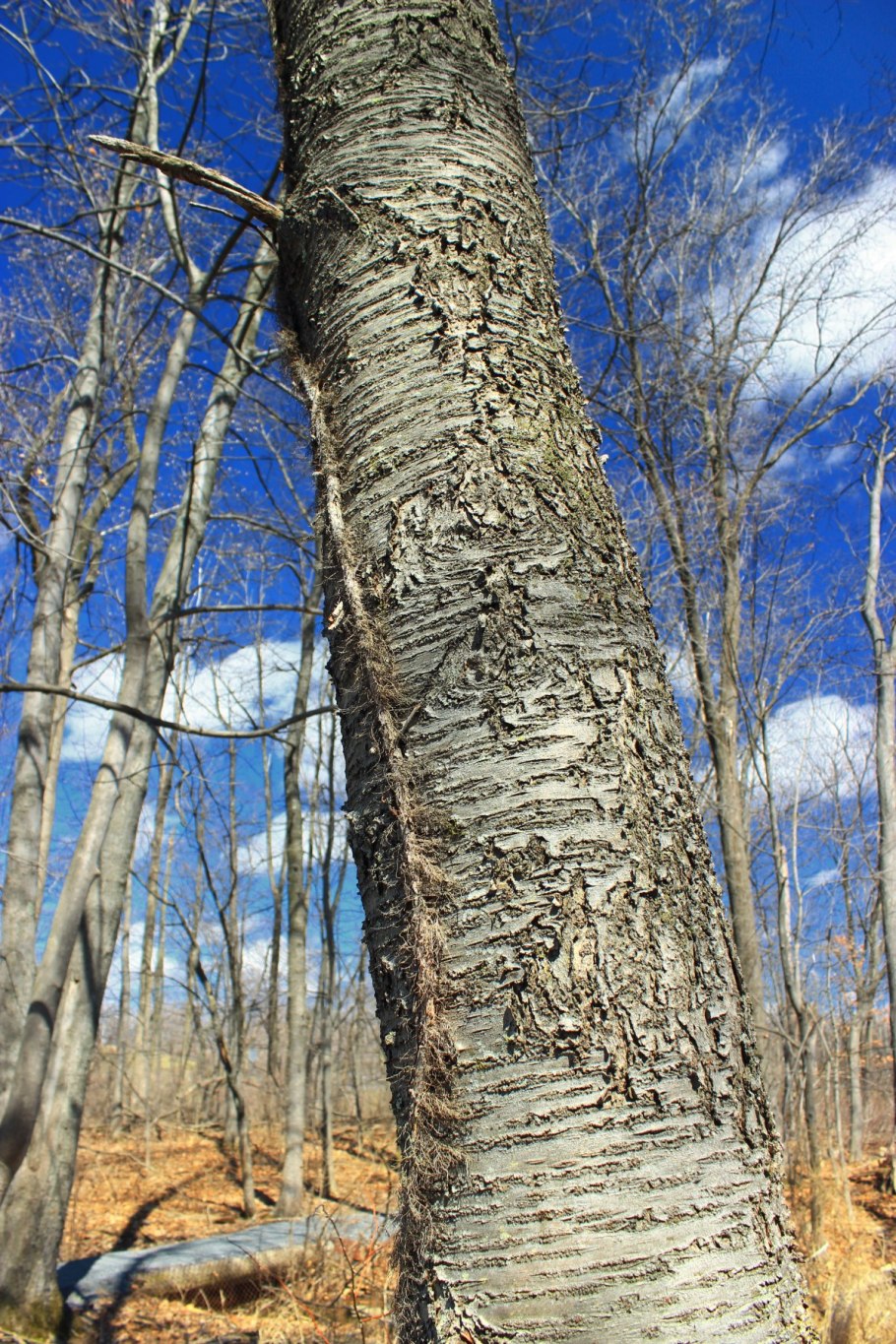 Черная береза Бездеж