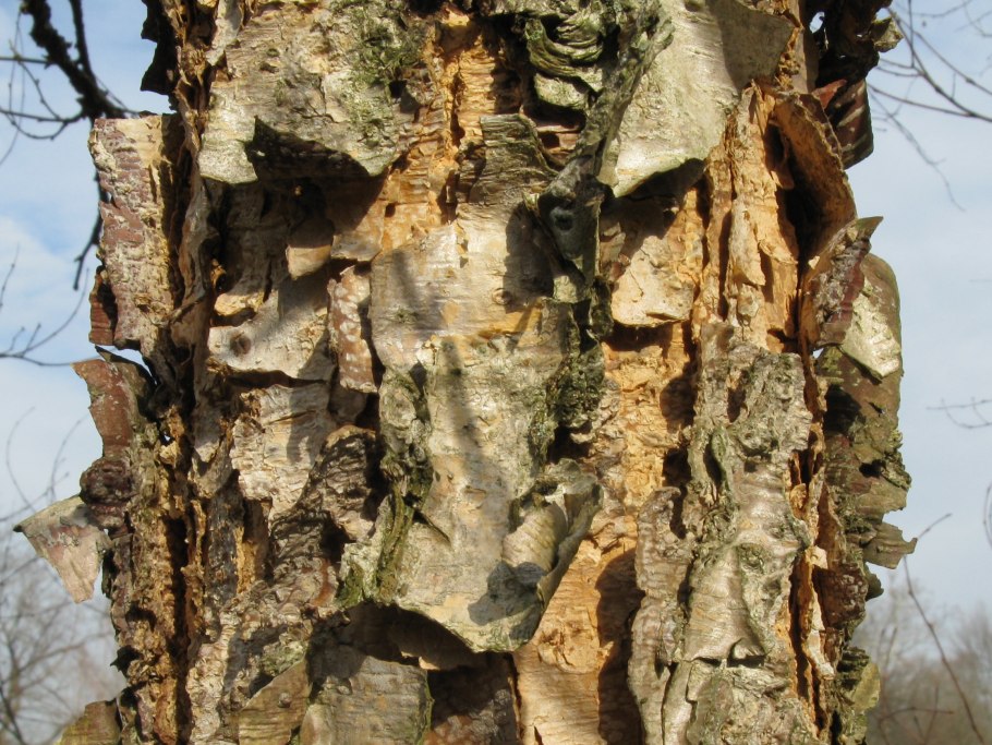 Черная береза Учалы