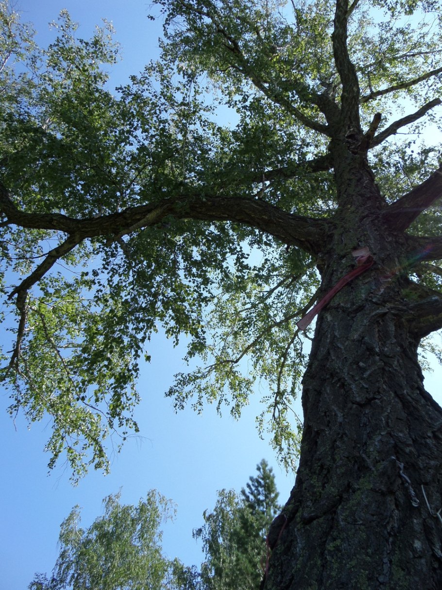 Береза черная Betula nigra
