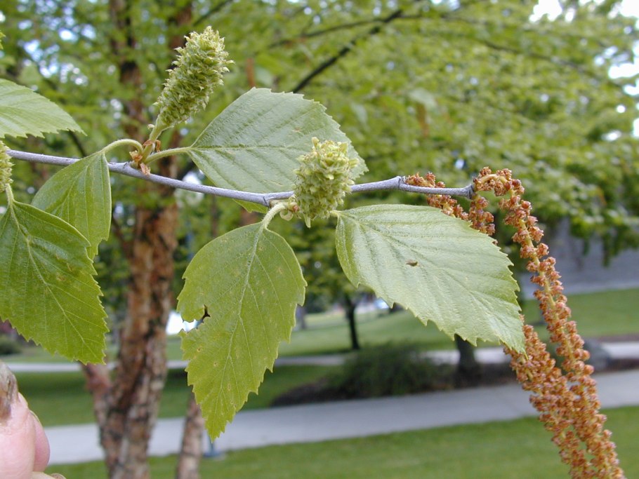 Береза пушистая betula pubescens