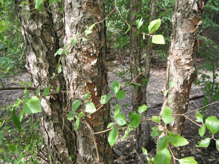 Берёза чёрная (Betula nigra l.)