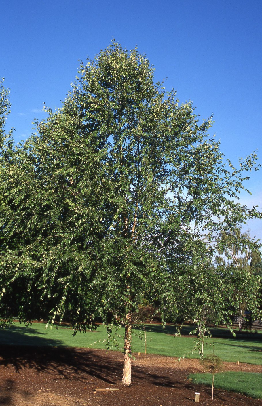Betula nigra