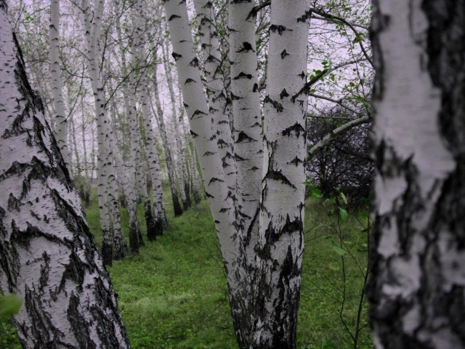 Betula chichibuensis