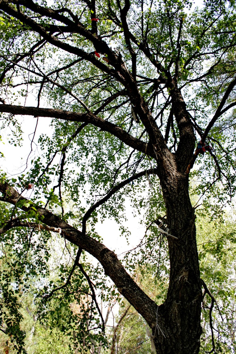 Береза черная Betula nigra