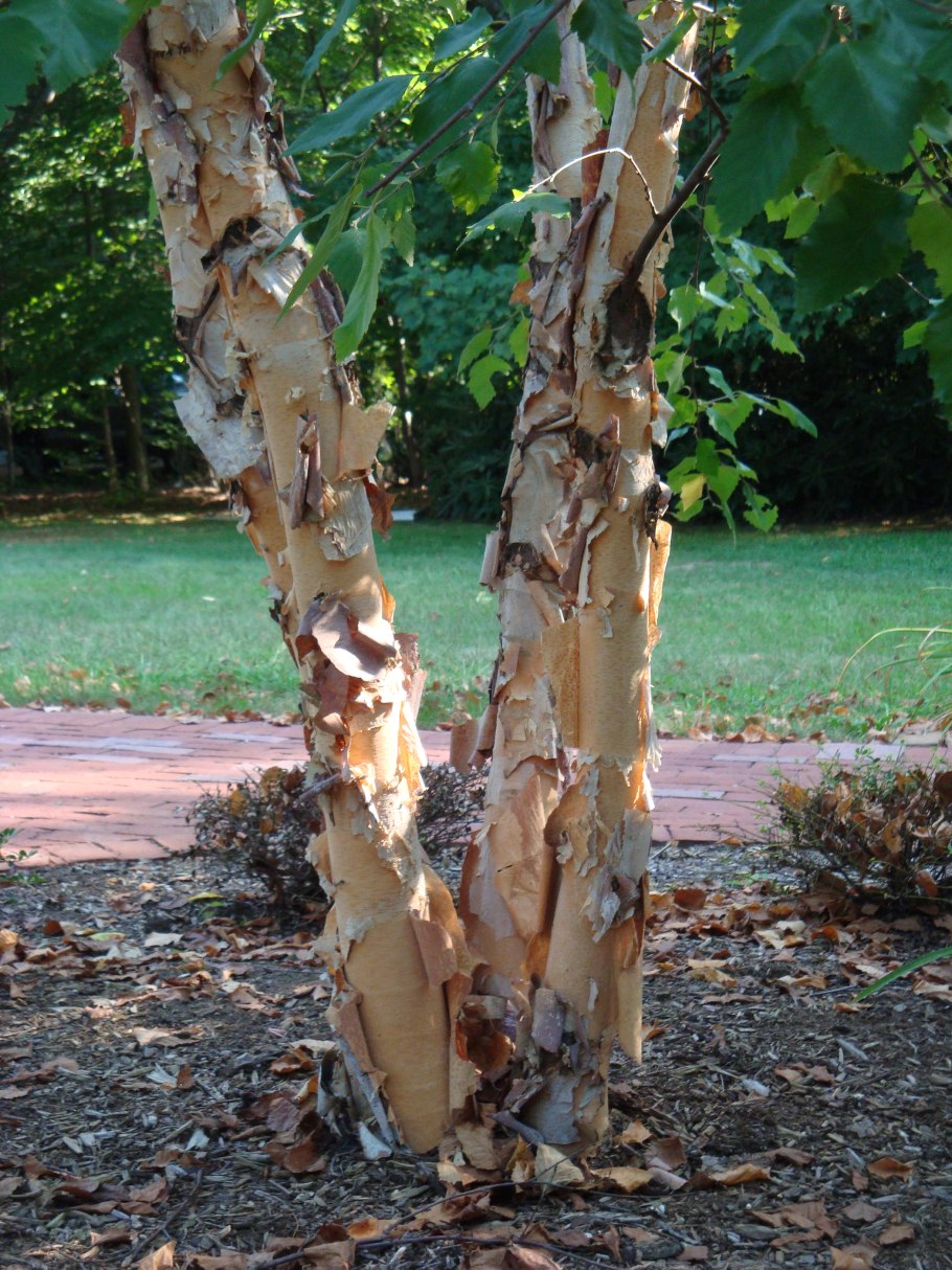 Betula nigra 'dura Heat'