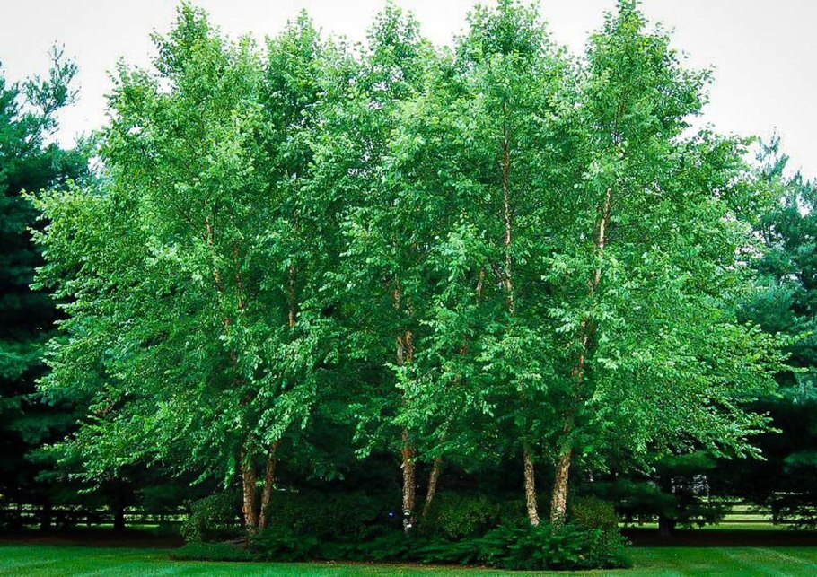 Береза черная Betula nigra