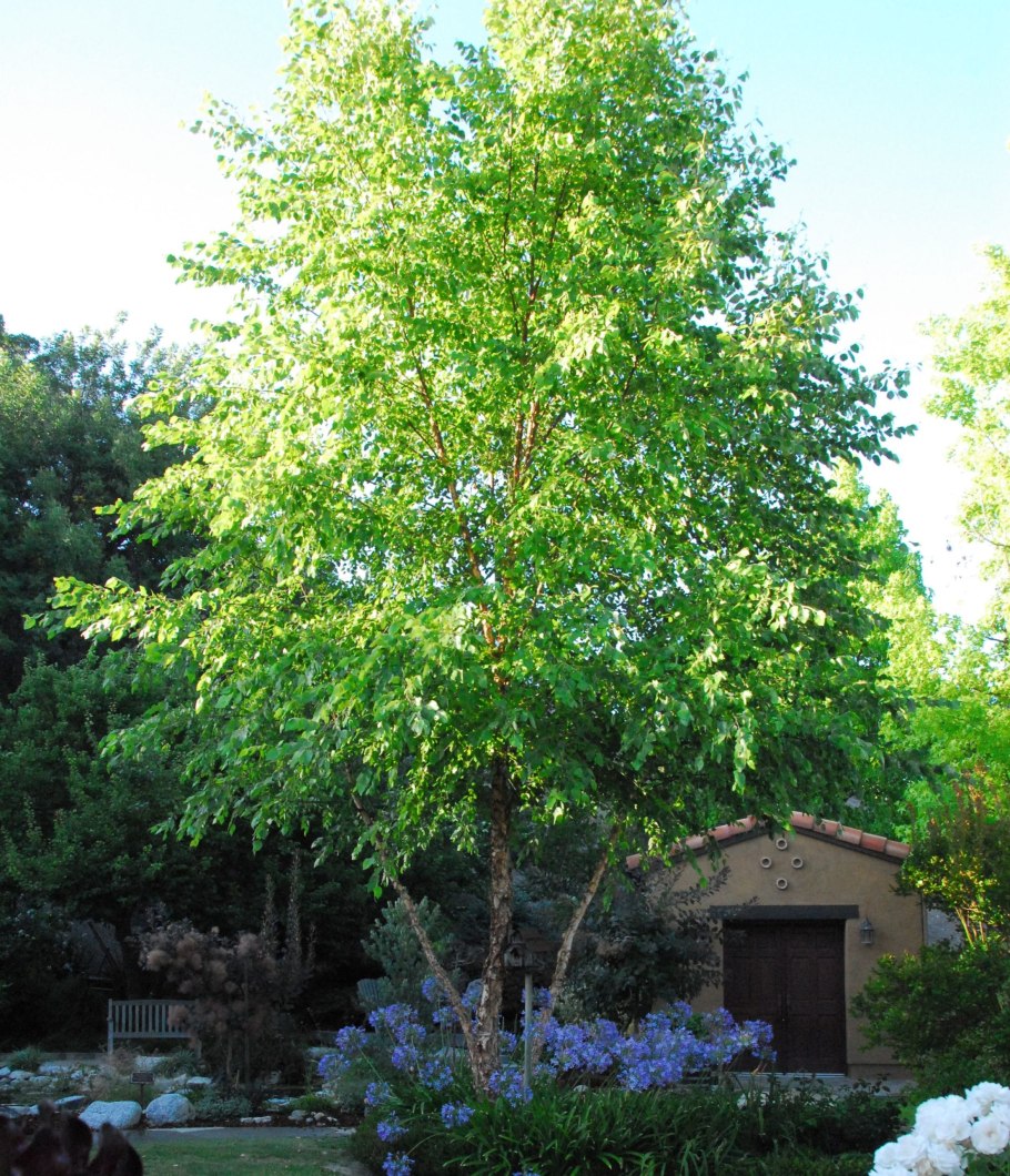 Береза черная Betula nigra