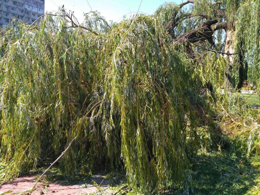 Ива белая плакучая Тристис