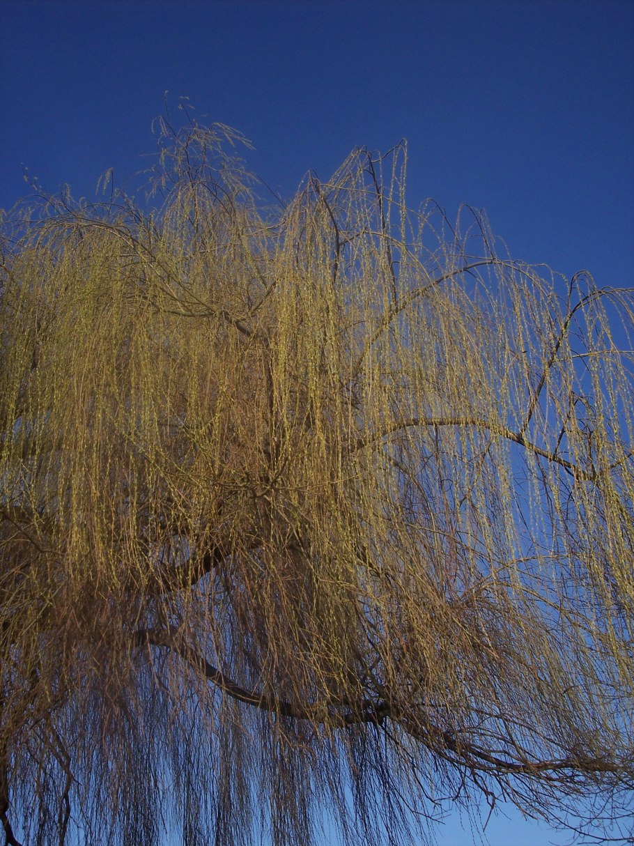 Salix Alba листья