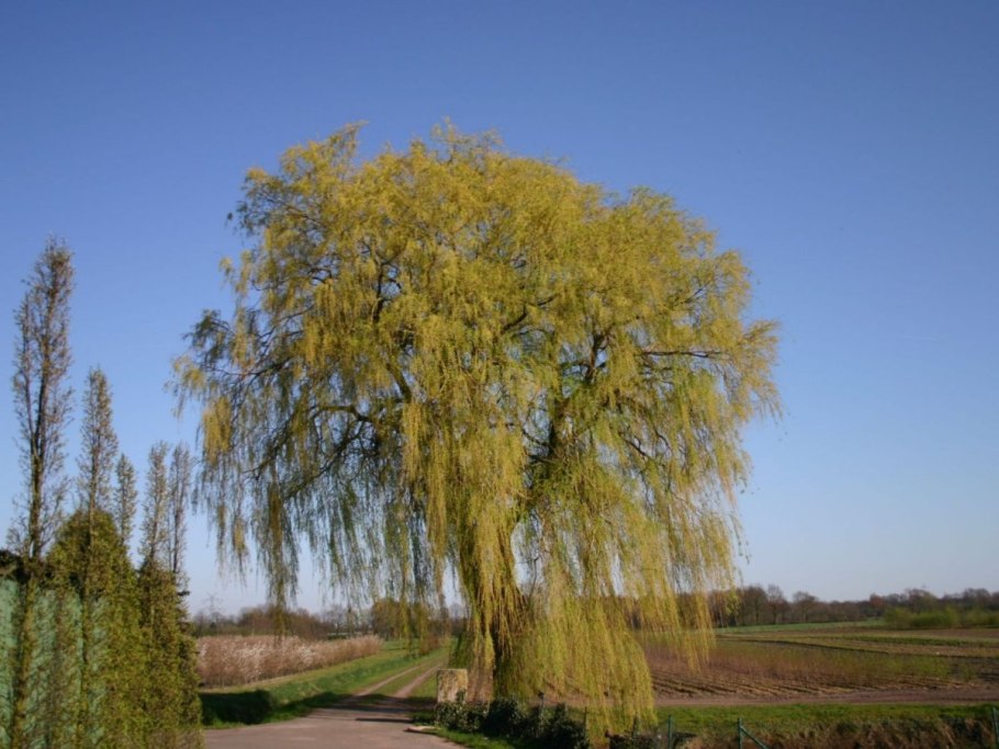 Ива Матсудана Salix matsudana