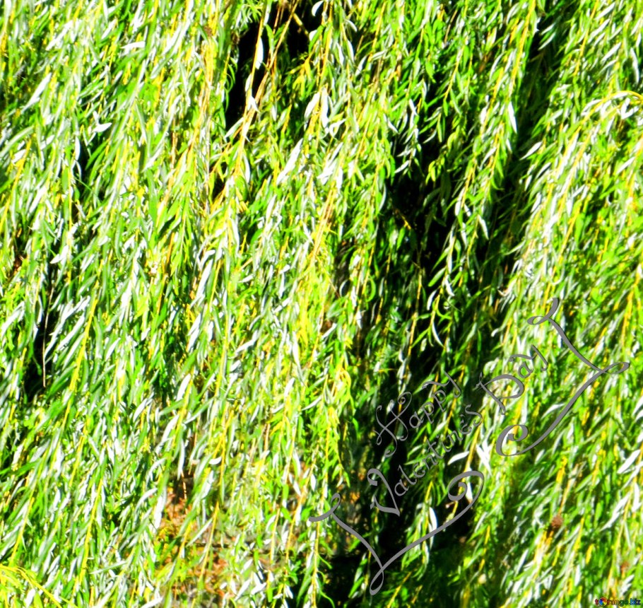 Ива волчниковая