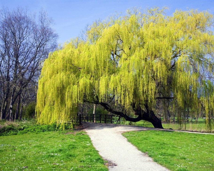 Груша иволистная (Pyrus salicifolia 'pendula')