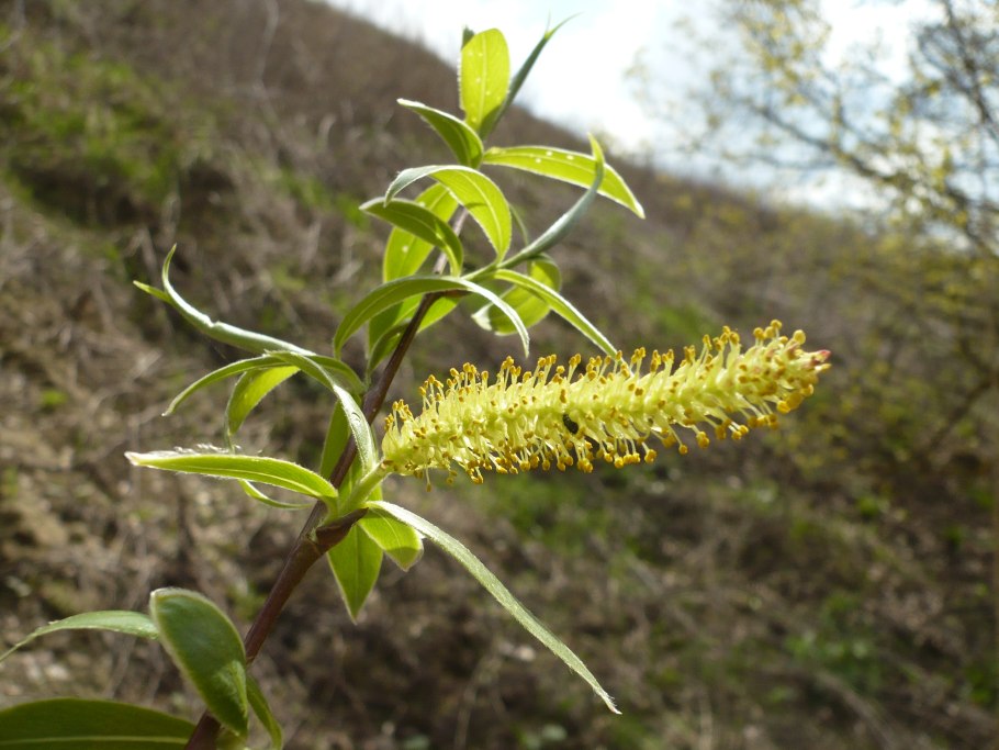 Ива курильская - Salix kurilensis
