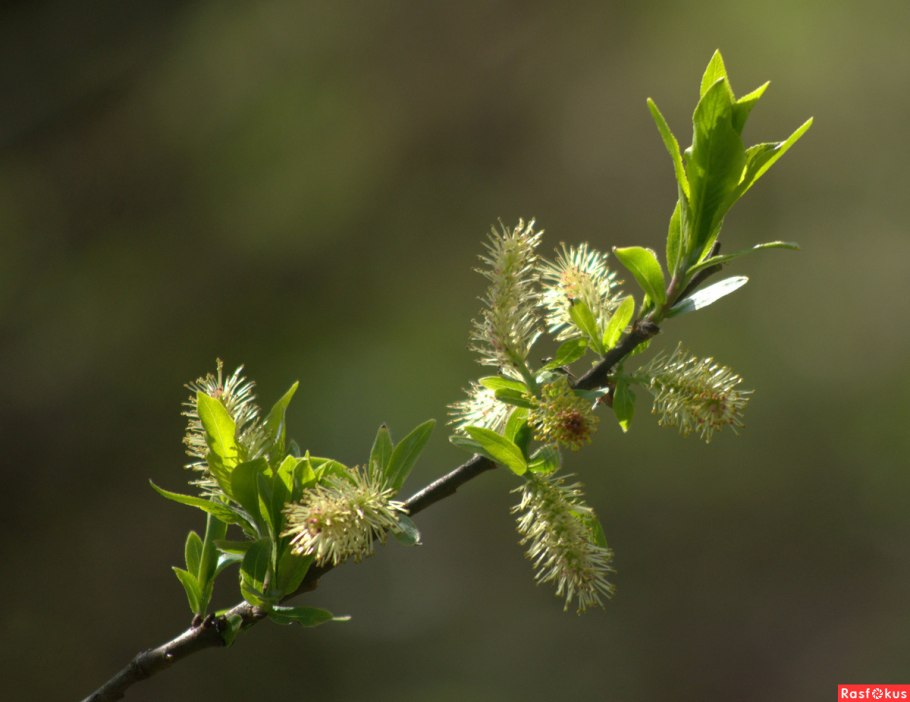 Ива прутовидная Salix viminalis