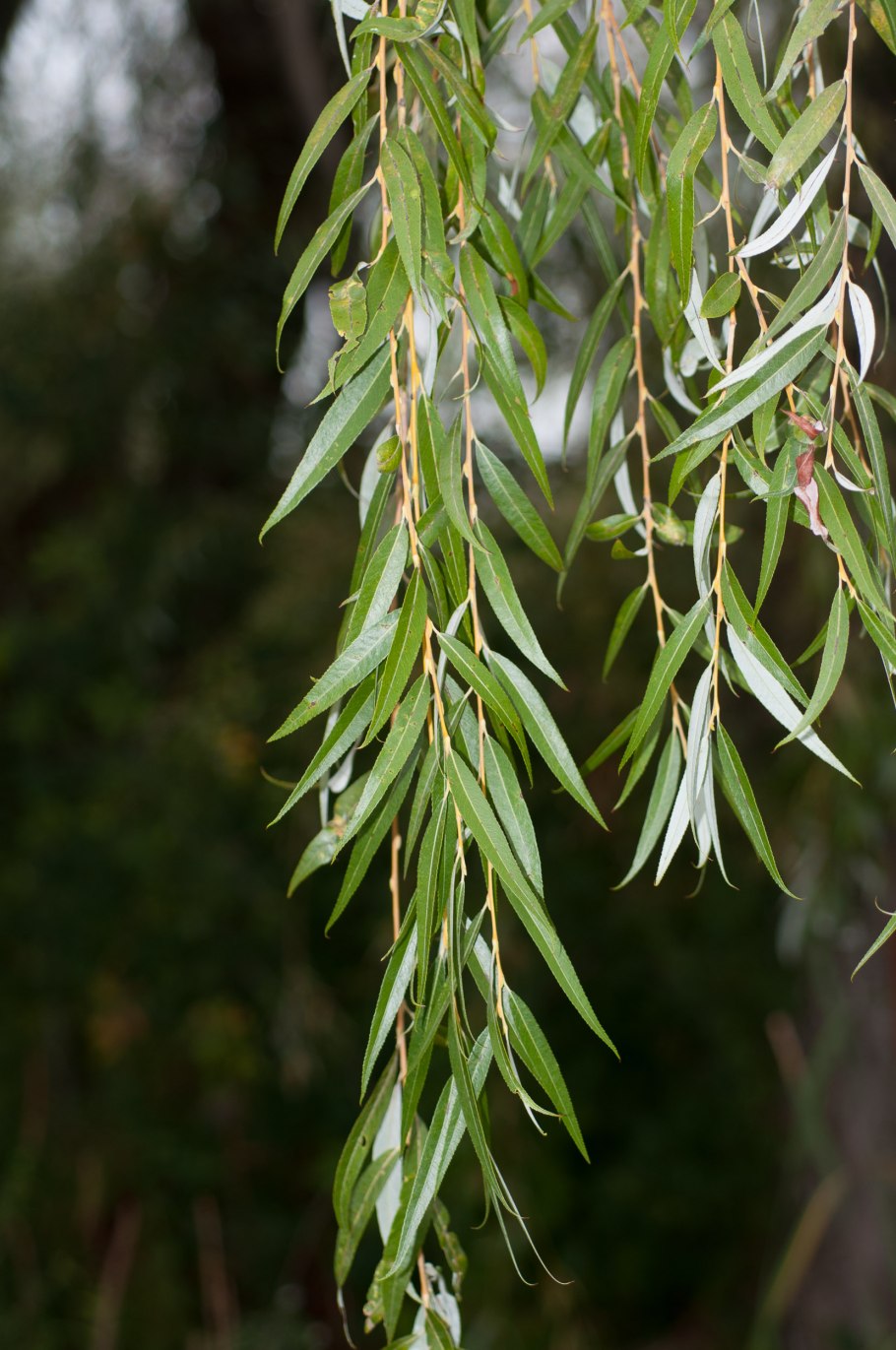Ива филиколистная Salix phylicifolia