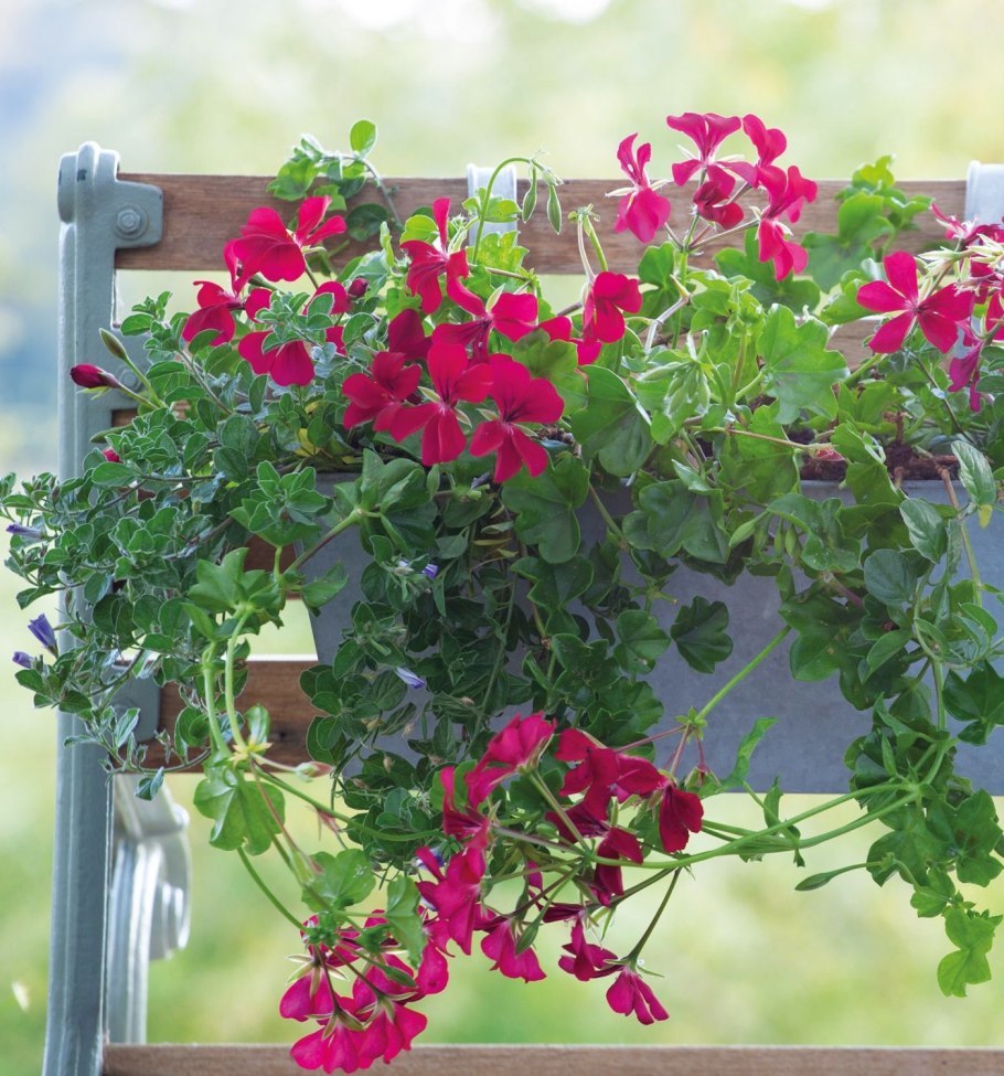 Пеларгония Pac ANGELEYES bicolor